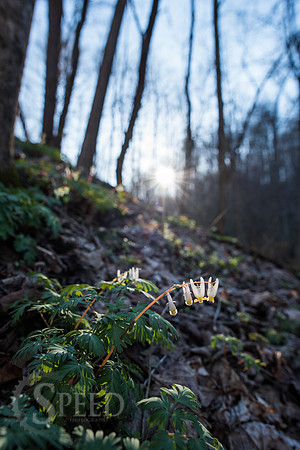 New River Trail State Park