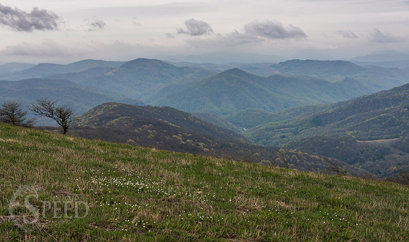 Roan Mountain Section of Appalachian Trail