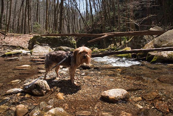 Doughton Park Blue Ridge Parkway