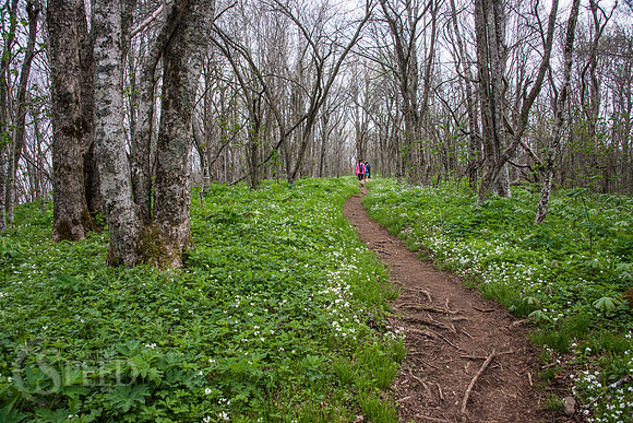 Roan Mountain Section of Appalachian Trail