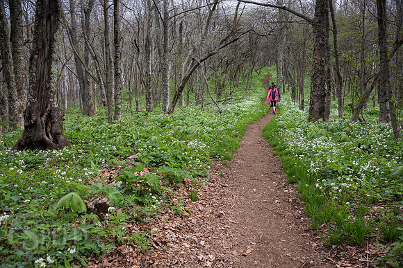 Roan Mountain Section of Appalachian Trail