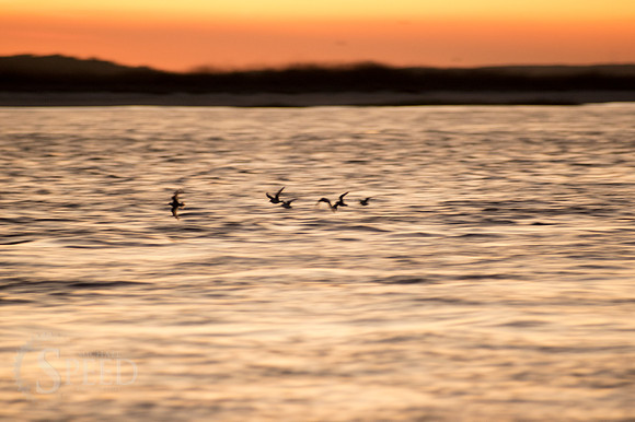 Morris Island Light