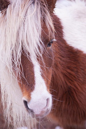Grayson Highlands Pony