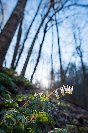 New River Trail State Park