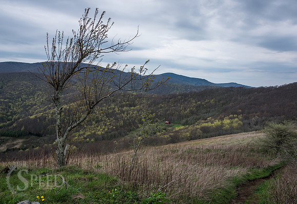 Roan Mountain Section of Appalachian Trail