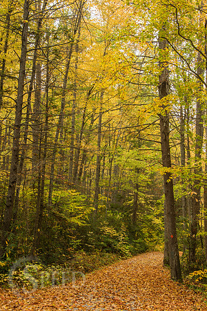 virginia fall color