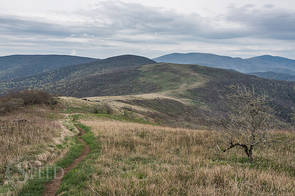 Roan Mountain Section of Appalachian Trail