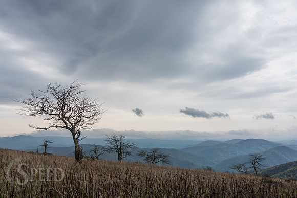 Roan Mountain Section of Appalachian Trail