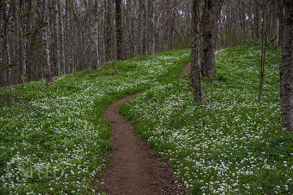 Roan Mountain Section of Appalachian Trail