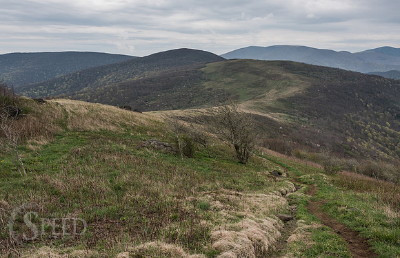 Roan Mountain Section of Appalachian Trail