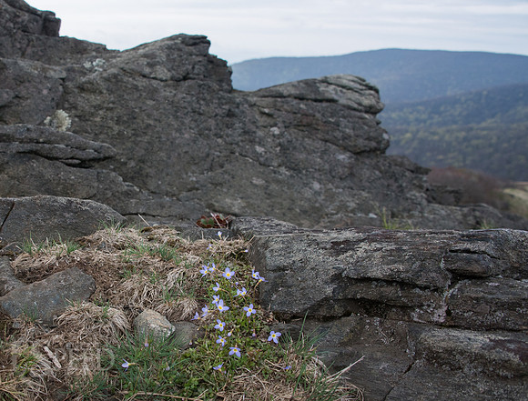 Roan Mountain Section of Appalachian Trail