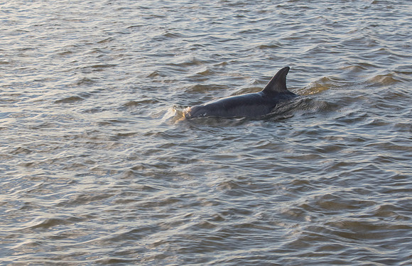 Edisto Island Beach and State Park