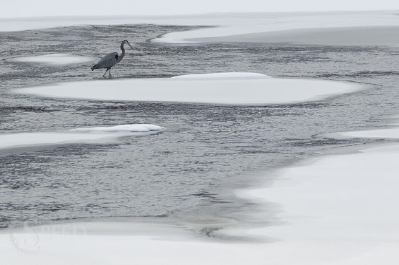 blue heron in chestnut creek.  Galax Virginia