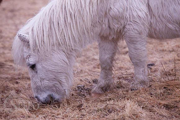 Grayson Highlands Pony