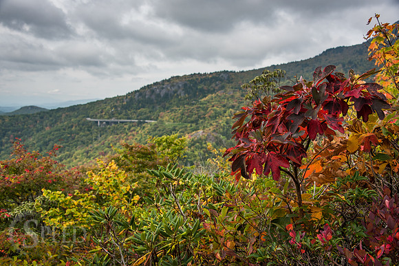 Rough Ridge Trail