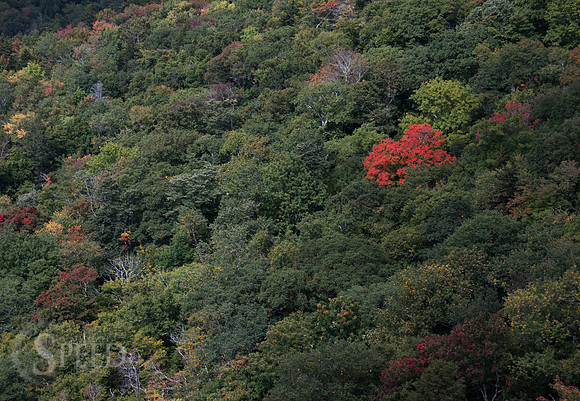 Rough Ridge Trail