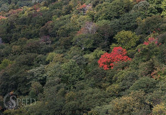 Rough Ridge Trail