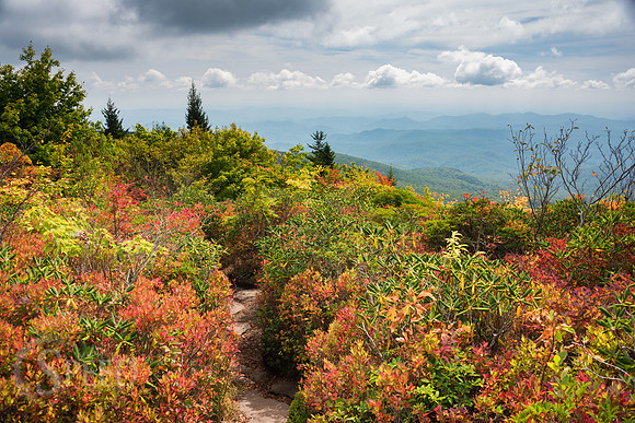 Rough Ridge Trail