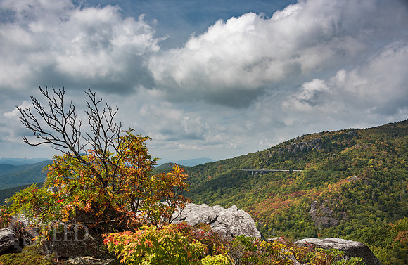 Rough Ridge Trail