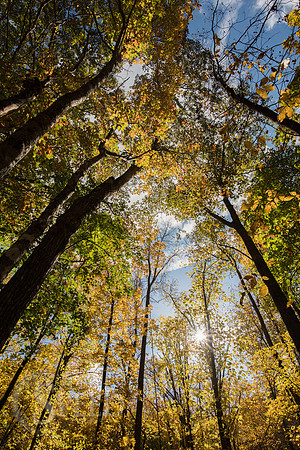 virginia fall color