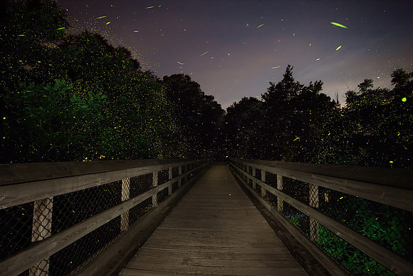 Fireflies (Lightning Bugs)