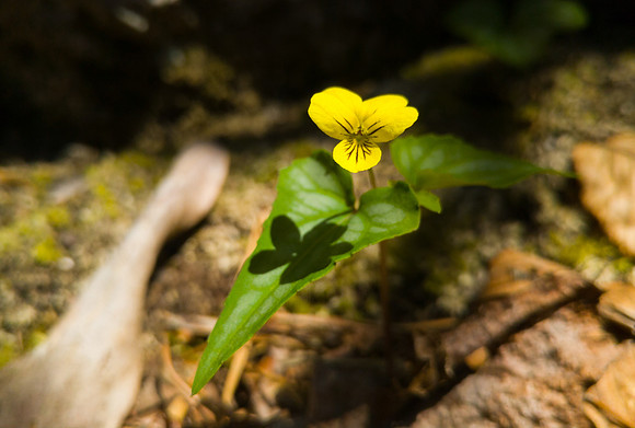Early Spring hike in Stone Mountain State Park