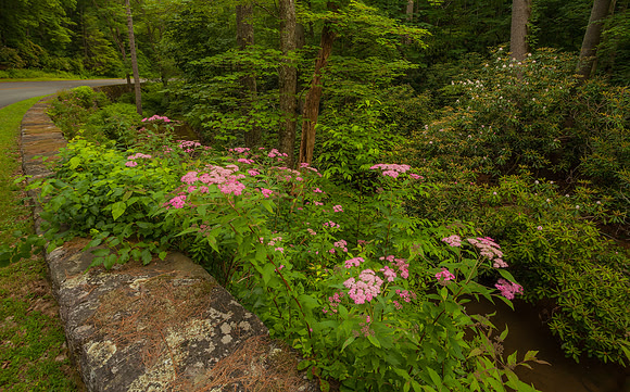 Doughton Park Blue Ridge Parkway