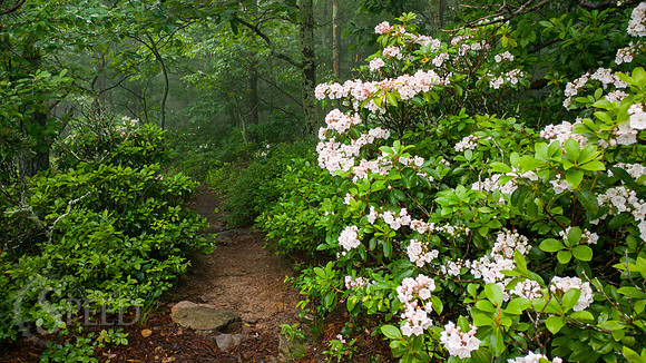 Tinker Cliffs Hike