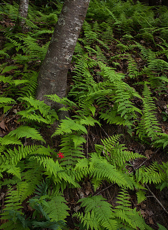 New River Trail State Park