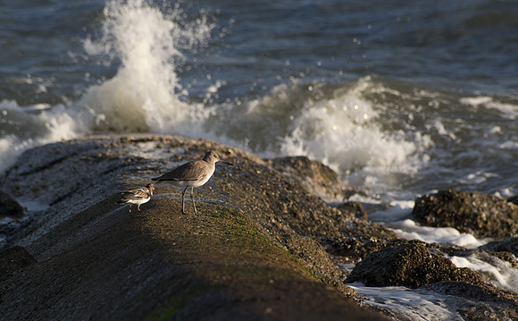 Edisto Island Beach and State Park