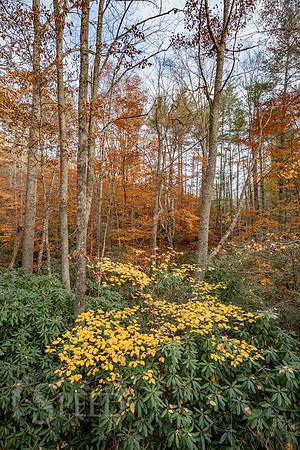 Indian Valley Virginia