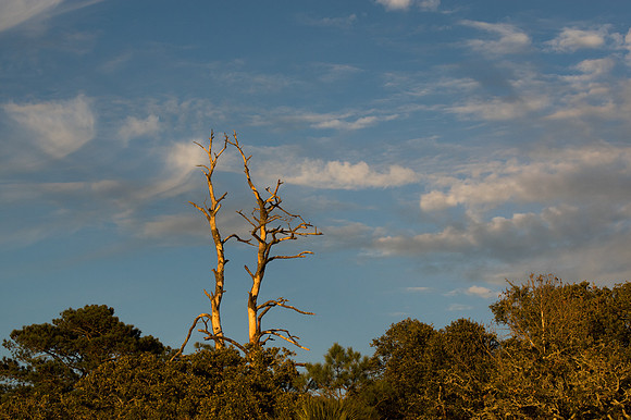 Edisto Island Beach and State Park