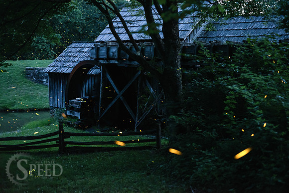 Lightning Bug Photography