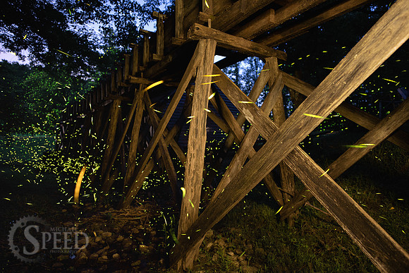 Lightning Bug Photography