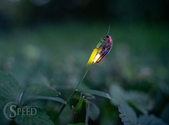Lightning Bug Photography