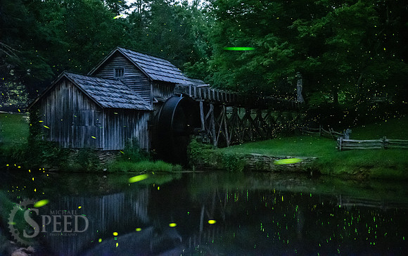 Lightning Bug Photography