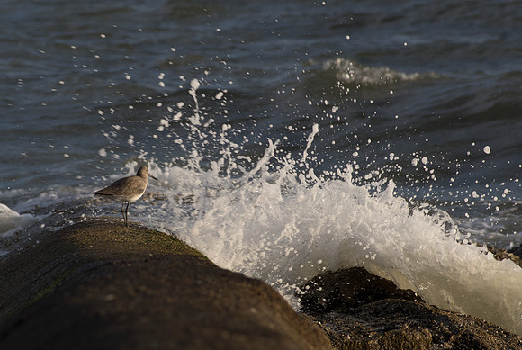Edisto Island Beach and State Park
