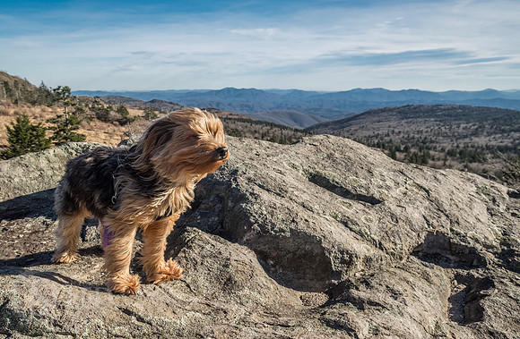 Hiking with a dog on the Appalachian Trail