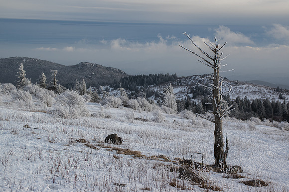 Grayson Highlands Winter