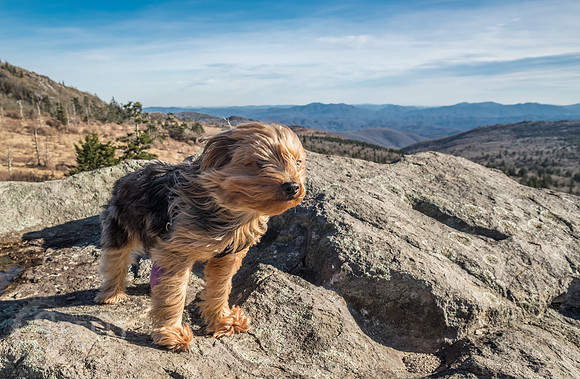 Hiking with a dog on the Appalachian Trail