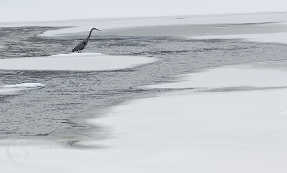blue heron in chestnut creek.  Galax Virginia