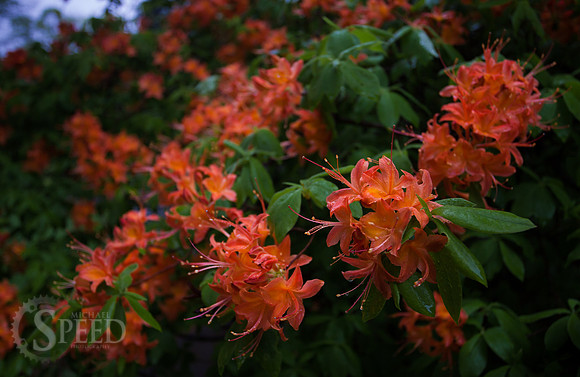 Flame Azalea at Mabry Mill