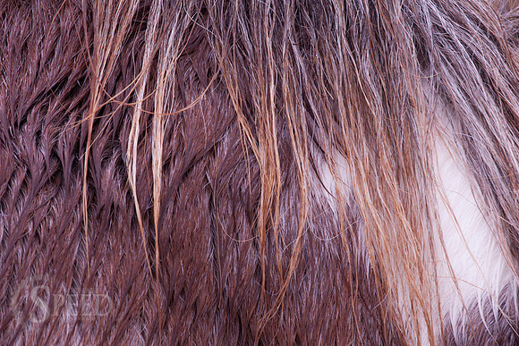Grayson Highlands Pony