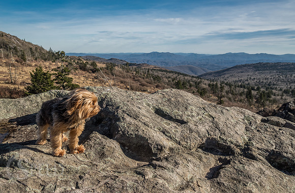 Hiking with a dog on the Appalachian Trail