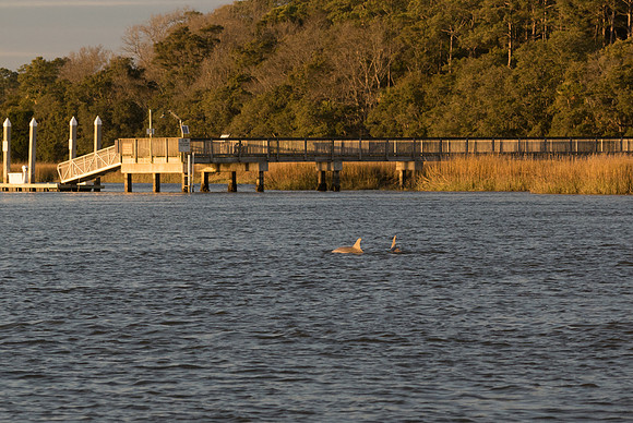 Edisto Island Beach and State Park