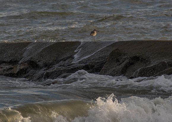 Edisto Island Beach and State Park