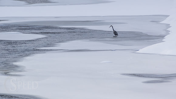 blue heron in chestnut creek.  Galax Virginia