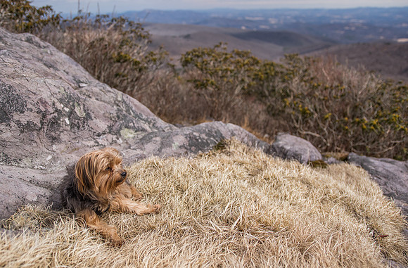 Hiking with a dog on the Appalachian Trail