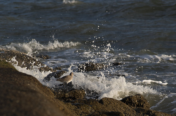 Edisto Island Beach and State Park