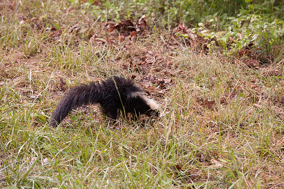 New River Trail State Park